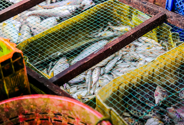 Fish Oils - Rancidity and Mercury Accumulation.