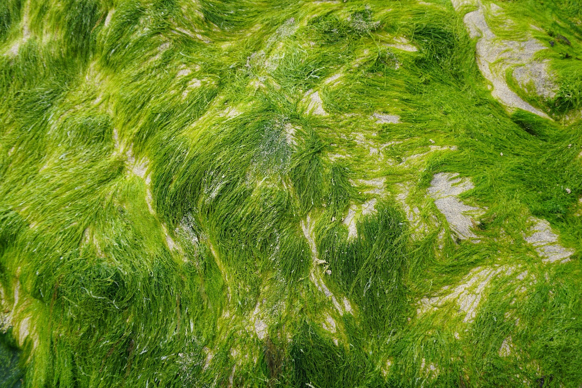 Algae-Based Omega-3s vs Fish Oil