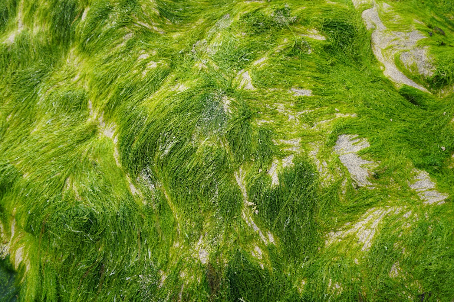 Algae-Based Omega-3s vs Fish Oil